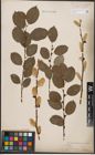 Foto von Salix caprea L.